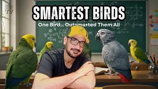 Thumbnail: Top 10 Smartest Birds That Will Leave You Shocked | Faisal Javed TV