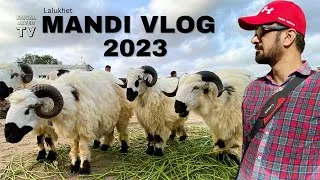 Thumbnail: Mandi Vlog 2023 | Bakra Mandi Lalukhet | Faisal Javed TV