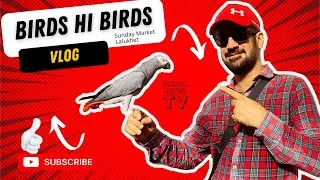 Thumbnail: Cute Baby Parrots | Birds Market Vlog | Faisal Javed TV
