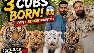 Thumbnail: Maggi give big surprise breed 🦁🐯🦁❤️