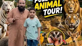 Thumbnail: Sugar glider ki breed or Saifullah ka full faizi wildlife farm visit 🦁🐯🦁🐯