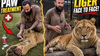 Thumbnail: Liger first time roar 🦁 recovery paw getting well 🐯🦁