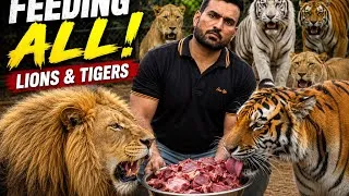 Thumbnail:  Saray lion tigers gosht pe toot paray 🐅🦁🐯🤨