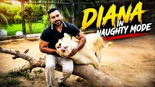 Thumbnail: Diana or Fazy ke Mastia faisal se Fight  🐯🦁❤️🤪