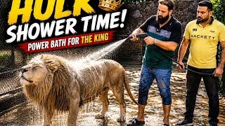 Thumbnail: Hulk ko special shower kia dangerous mode   🐯🦁