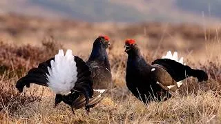 Thumbnail: Black Grouse Lek: The Wildest Courtship Battle and Brutal Mating Dance