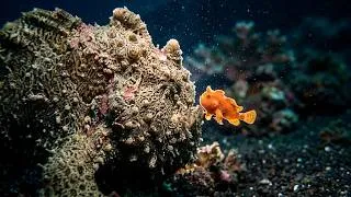 Thumbnail: Frogfish Mating Ritual: Nature's Strangest Courtship