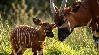 Thumbnail: Mountain Bongo: The Rarest Antelope Hiding in Kenya's Forests