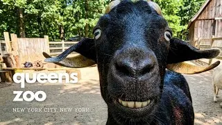 Thumbnail: Queens Zoo & Farm Tour (NYC) | Full Tour in Under 10 Minutes