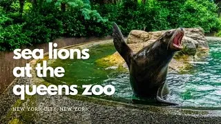 Thumbnail: California Sea Lion Training & Feeding at Queens Zoo, NYC