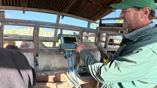Thumbnail: This tiny chip tracs everything about the cow.