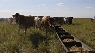 Thumbnail: Supplements and Minerals formulation with the best Boran stud breeder.
