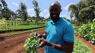 Thumbnail: Less Than 1 Year In Farming and Already Exporting Herbs.
