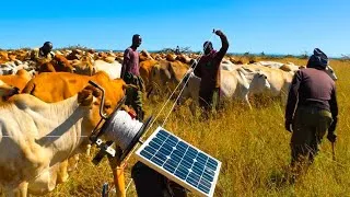 Thumbnail: Boran Stud Breeding in Laikipia at Sosian ranch & Wildlife conservancy 