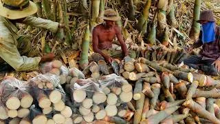 Thumbnail: How I Grow Bamboo for Harvesting Shoots 🌿 | Simple Village Farming Life