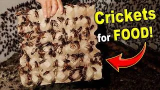Thumbnail: Inside a Village Cricket Farm: Raising Thousands for Food! 🦗