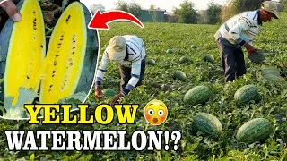 Thumbnail: From Seed to Sweetness: Growing Yellow Watermelon in the Village