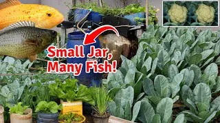 Thumbnail: How I Raise Lots of Fish in a Small Jar | Simple Aquaponics Method