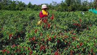 Thumbnail: Chili Cultivation in My Village – From Planting to Harvest