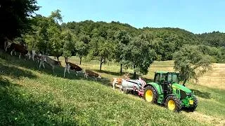 Thumbnail: Dairy Farming in a Heat Wave