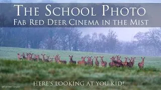 Thumbnail: The Deer School Photo Shoot ! Chill in the Mist with wonderful Reds. Magical Misty cinematic footage