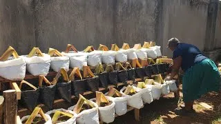 Thumbnail: How I Guard My Crops From  The Too Much Heat. 