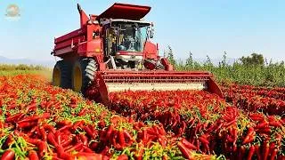 Thumbnail: How American Farms Process 3.2 Million Chili Peppers Without Losing Quality | Modern Farming