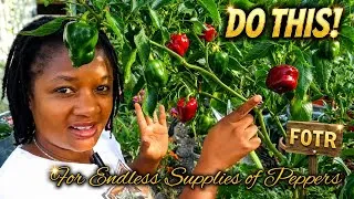 Thumbnail: Do This For Endless supply of Peppers, All Year Round, No matter where you live
