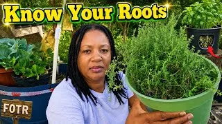 Thumbnail: What Vegetables To Plant Shallow Or Deep In containers For Best Results 