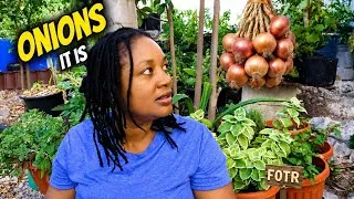Thumbnail: I GROW ONIONS In Harsh Conditions/I Will Help You Grow Onions For Free