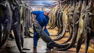 Thumbnail: How Crocodiles Become Luxury Leather & Meat