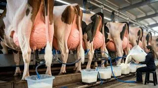 Thumbnail: The World's Most Expensive Cow & Next Level Modern Dairy Farming