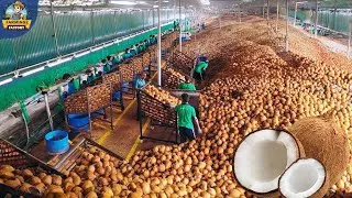 Thumbnail: Harvesting Millions of Coconuts  How Coconut Oil, Coir & Charcoal Are Made