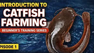 Thumbnail: Introduction to Catfish Farming in Nigeria | Beginner’s Full Training (Episode 1)