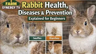 Thumbnail: Common Rabbit Diseases Every Farmer Must Know (Early Signs & Prevention)
