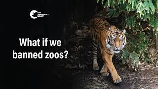 Thumbnail: What If We Banned Zoos? | ABC Radio Interview