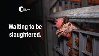 Thumbnail: Inside An Australian Chicken Slaughterhouse | Star Poultry