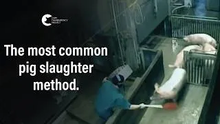 Thumbnail: Inside a German Pig Gas Chamber | Brand Qualitätsfleisch, Lohne (Oldenburg)