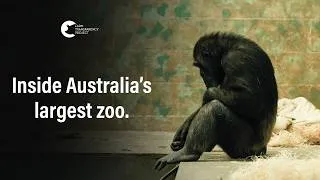 Thumbnail: Is Keeping Animals In Captivity Ever Ok? | Monarto Safari Park