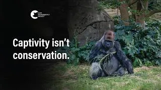 Thumbnail: Animals kept in cages for 'conservation' | Melbourne Zoo