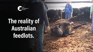 Thumbnail: Undercover at a Feedlot Owned by Australian Country Choice | Opal Creek Feedlot