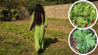 Thumbnail: Backyard Herb Harvest 🫜🥦One Month Later