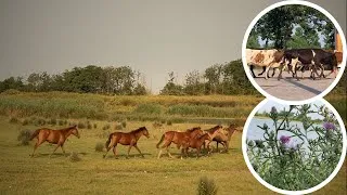Thumbnail: ‏Escape to Nature: Wild Horses, Cows &Migrating Birds🐎🐂🕊️