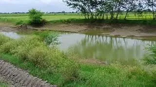 Thumbnail: Beautiful Indian village life | Lush paddy and maize fields 🌾🌽 | Indian Village Life