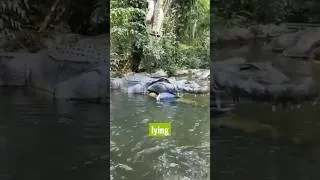 Thumbnail: Nobody talks about the hippo or the crocodiles in #River Safari. #Submechanophobia #Animatronics