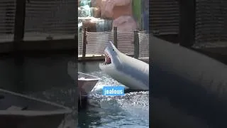 Thumbnail: There was a mini golfcourse in Myrtle Beach where a shark would launch out of the water at you!