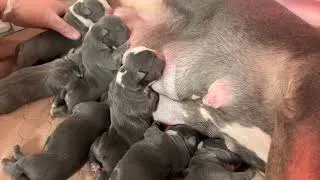 Thumbnail: Exotic American Bully Puppy’s First Day Home “BullyZone” C-Section ! (What I do)