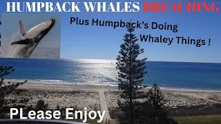 Thumbnail: MAGNIFICENT HUMPBACK WHALES..SOME HIGHLIGHTS FROM THE LAST FEW WEEKS