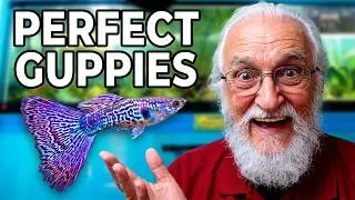Thumbnail: Guppy Genetics Simplified: Breed Stronger Fish