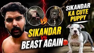 Thumbnail: Sikandar Vs beast dono ki fir se ladai😡American bully puppy update😍